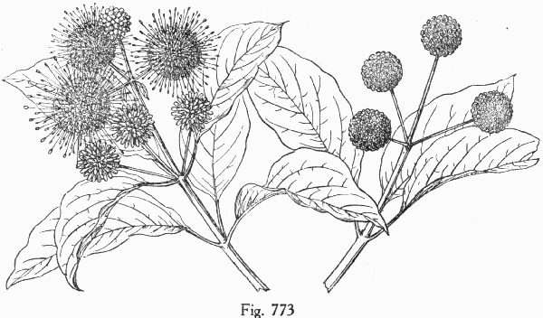 Fig. 773