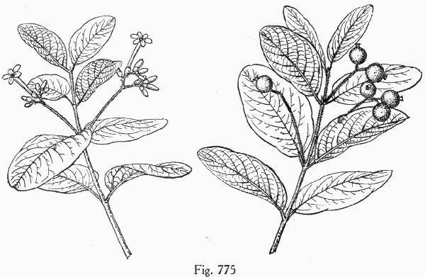 Fig. 775