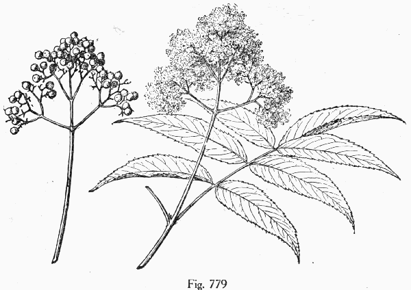 Fig. 779