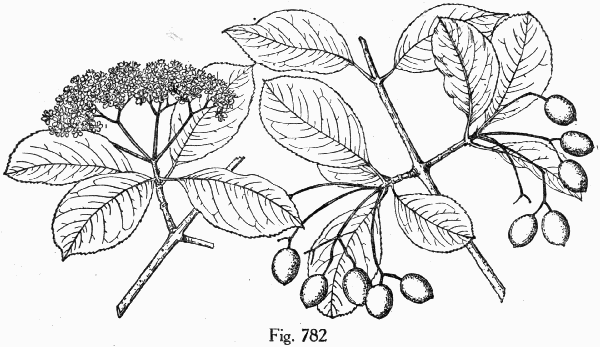 Fig. 782