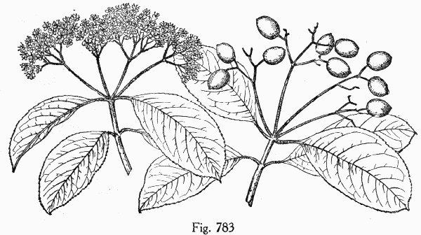 Fig. 783